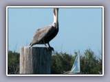 pelican watch