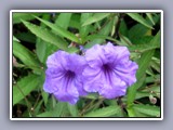 flowers-purple2