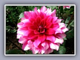 minn-flower-pink2