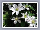 minn-flowers-white