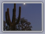 cactus and moon