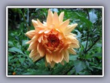 flower-orange dahila