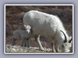 sheep with lamb2
