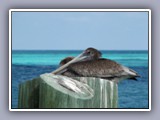tortuga pelican