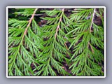 evergreen branches