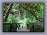 redwood hike bridge