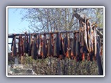 drying fish