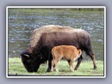 bison-baby-feeding