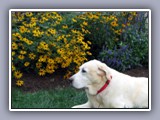 buster with flowers