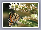 butterfly at our bush