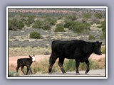 canyonlands-cow w baby