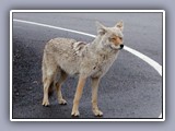 coyote-on-road