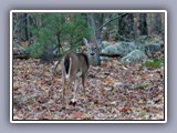 deer at road