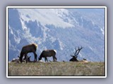 deer grazing in mtns 