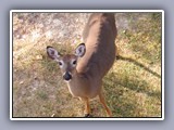 deer waiting for food