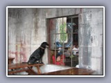 dog and window