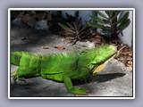fallen iguana 