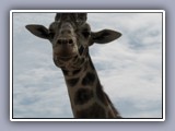 giraffe