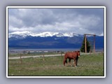 horse in  mountains