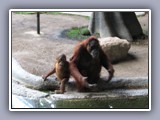 monkey  and baby