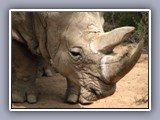 rhino-close