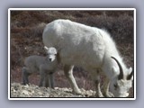 sheep with lamb