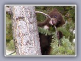 yellowstone-bears-cub-chewing