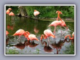 zoo-flamingos