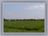 crops with farm
