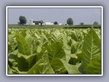 tobacco farm