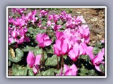 bellingrath flowers