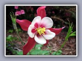 flower-columbine