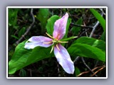 glacier-flowers-pink