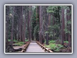 bridge and trees