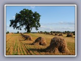 hay and trees