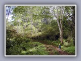 kuilau ridge hike-joni 