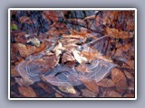 leaves on ice