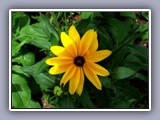 flower-black eye susan