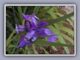 Purple Iris