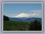 mt adams and vineyards