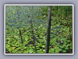 lilly pads 