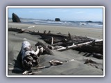 bandon-driftwood