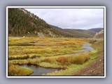 Yellowstone-meadow