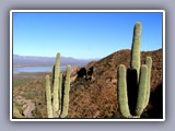 roosevelt lake