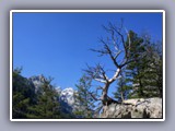 bare tree and mtn