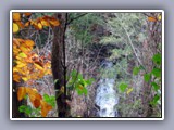 falls with leaves