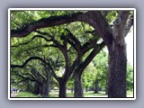 new orleans trees