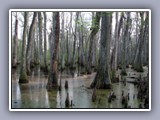 natchez-trace-swamp